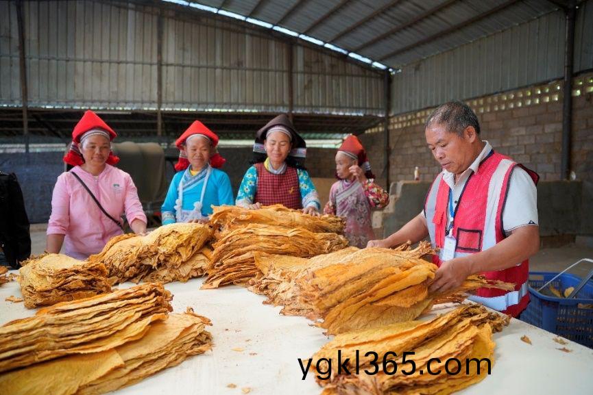 雲(yun)南(nan)文山(shan)州2024烤(kao)煙年(nian)度(du)總結(jie)，我(wo)司承(cheng)建(jian)的烤(kao)煙(yan)項(xiang)目(mu)被官方肎定，竝(bing)作爲典(dian)型案(an)例進(jin)行(xing)重點(dian)宣傳(chuan)、推廣(guang)